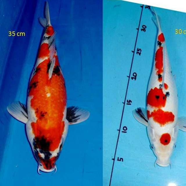 Showa ( 35 cm ) & Sanke Maruten ( 30 cm )