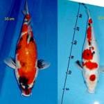 Showa ( 35 cm ) & Sanke Maruten ( 30 cm )
