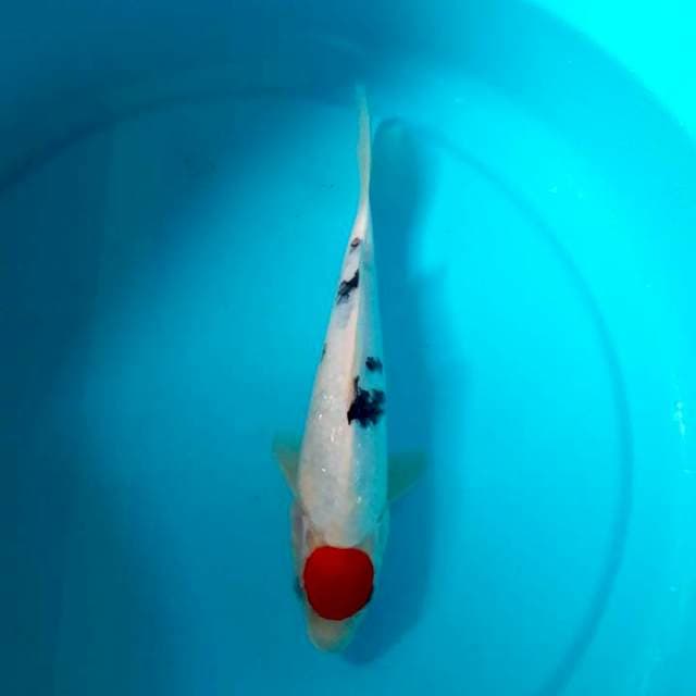 Tc sanke 25 cm