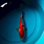 Kohaku merah joss 27 cm