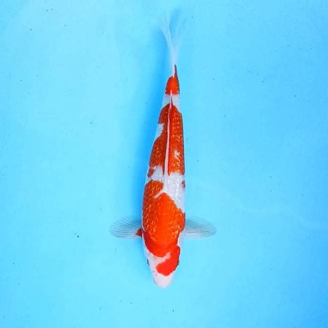a. Kohaku Ginrin || 31 cm