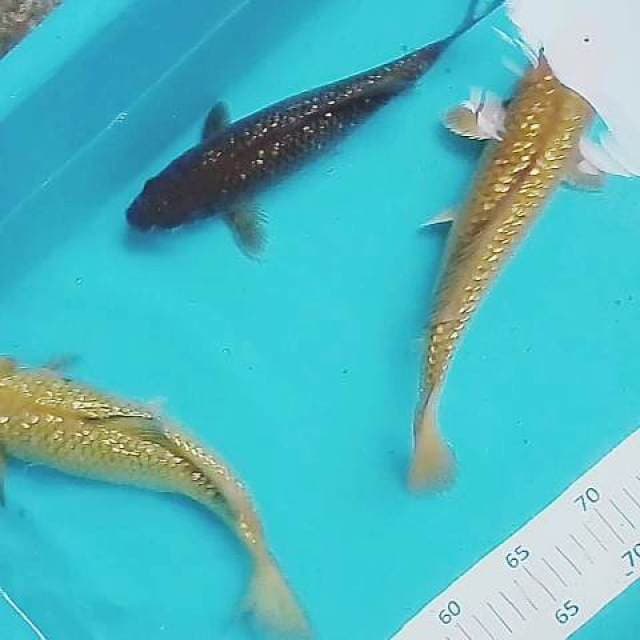 Penjinak ginrin 30 cm