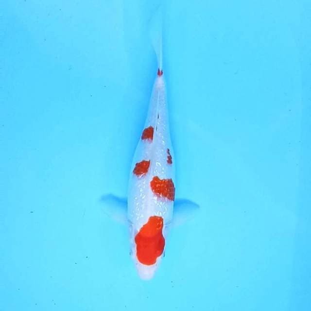 b. Kohaku Ginrin || 33 cm || Female