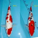 Red Kohaku ( 36 cm ) & Red Sanke ( 32 cm )