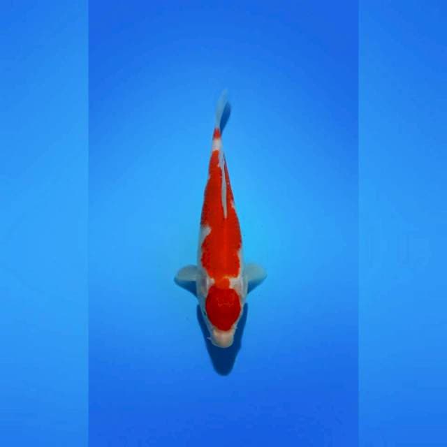 KOHAKU_SQ_23CM
