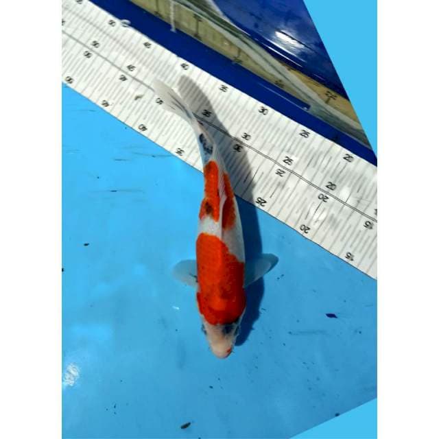 SHOWA_TATEGOI_27CM