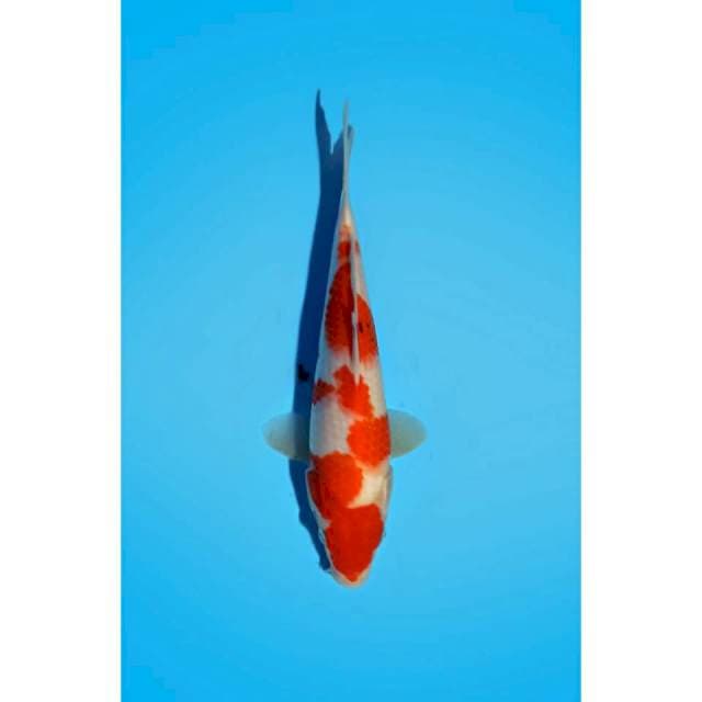 SANKE_TATEGOI_27CM
