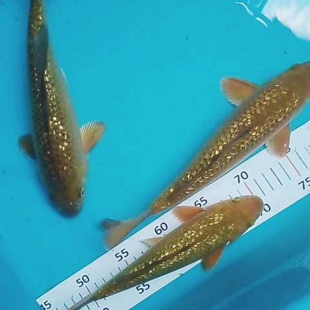 Penjinak ginrin 25-30 cm