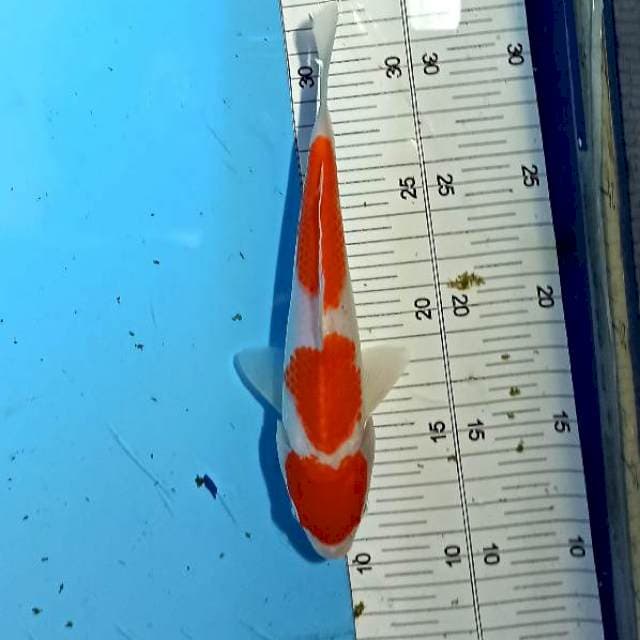 Kohaku 21cm