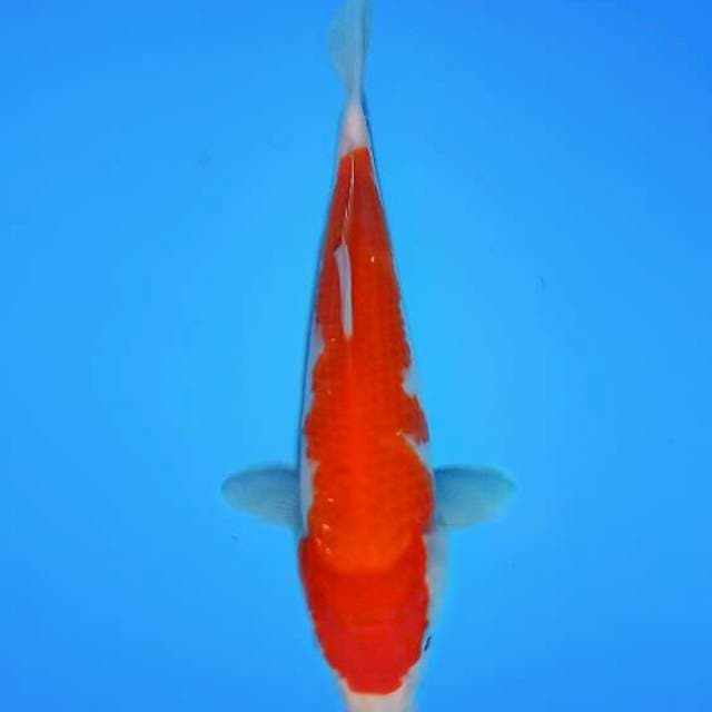 Kohaku 20cm
