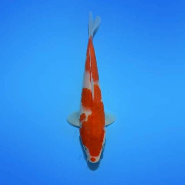 Kohaku 21cm