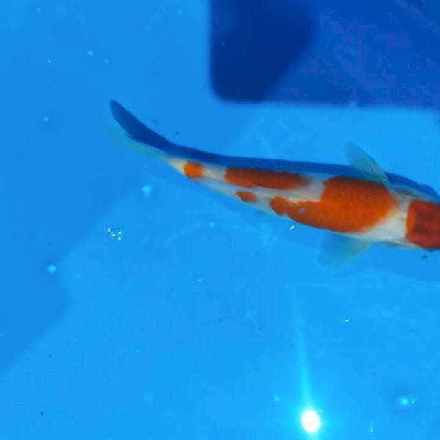Maruten koromo 19cm
