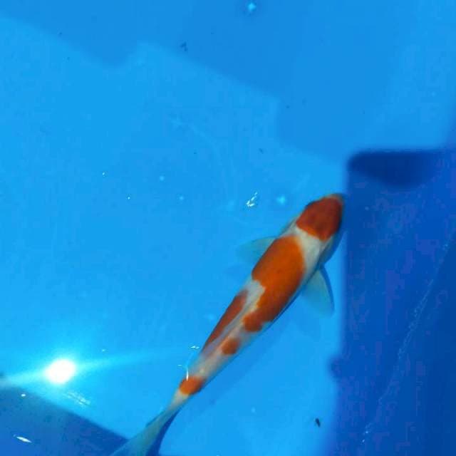 Maruten koromo 19cm