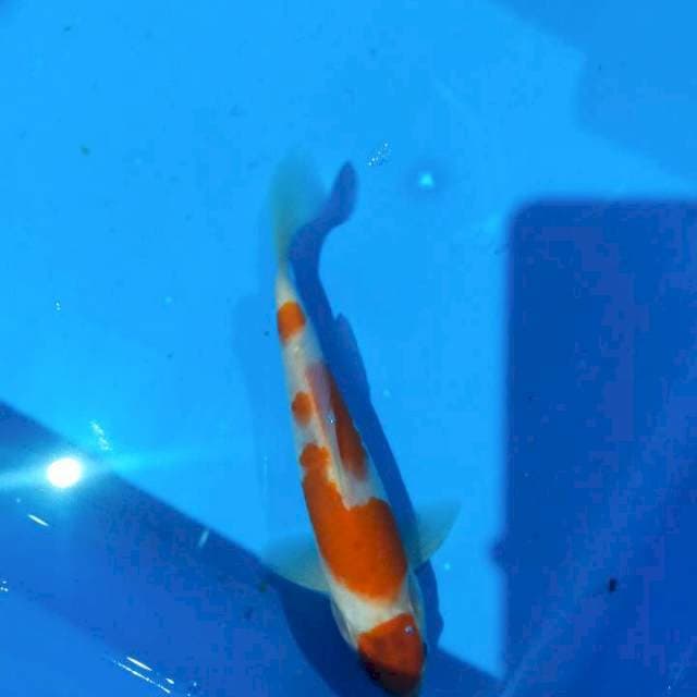 Maruten koromo 19cm