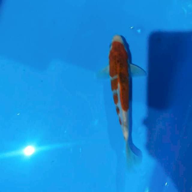 Koromo 20cm