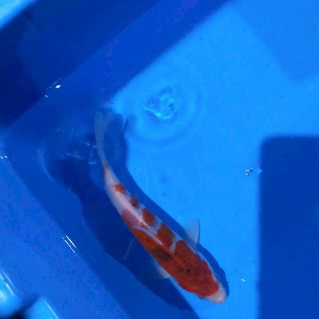 Koromo 20cm