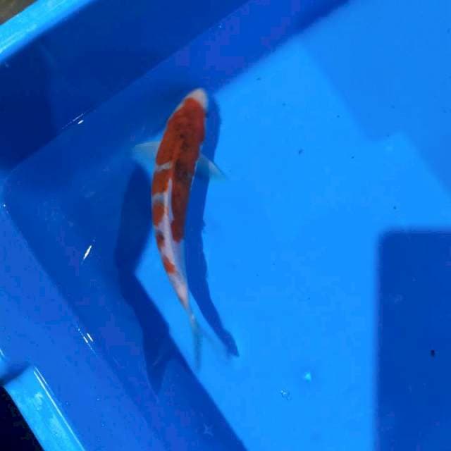 Koromo 20cm