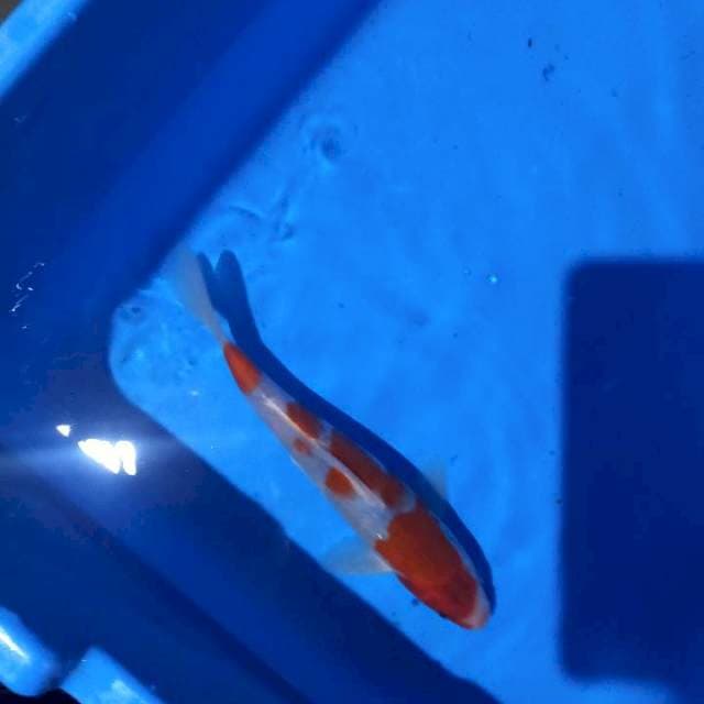 Koromo 4 stepp 21cm