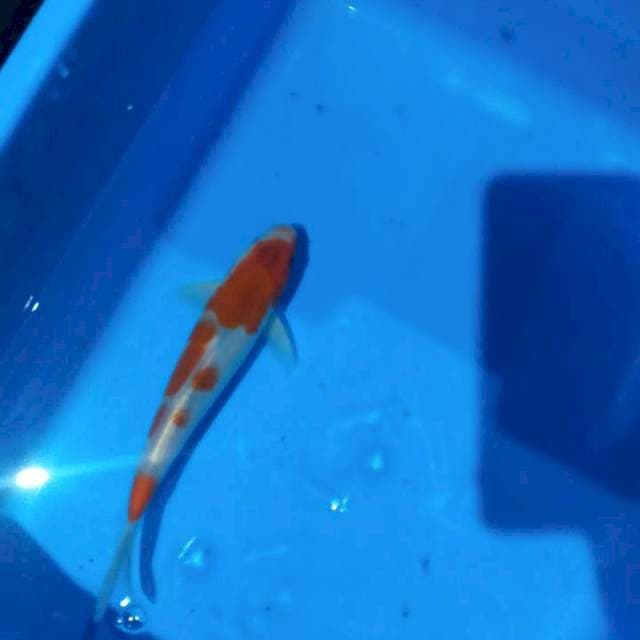 Koromo 4 stepp 21cm