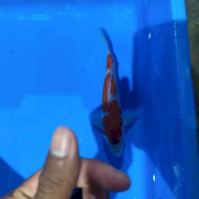 Koromo 21cm
