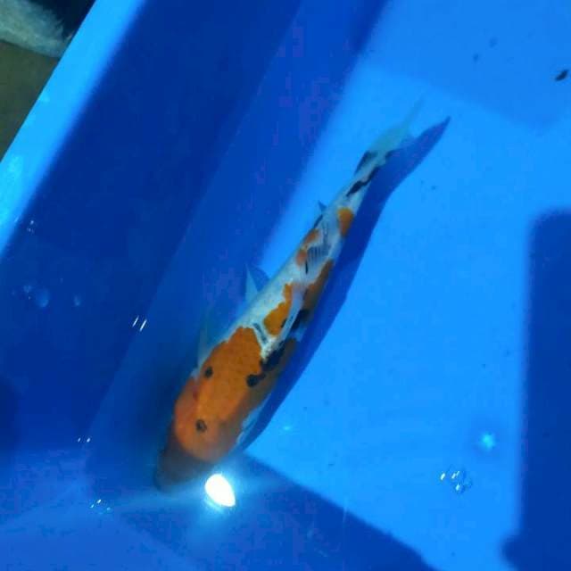 Sanke 20cm