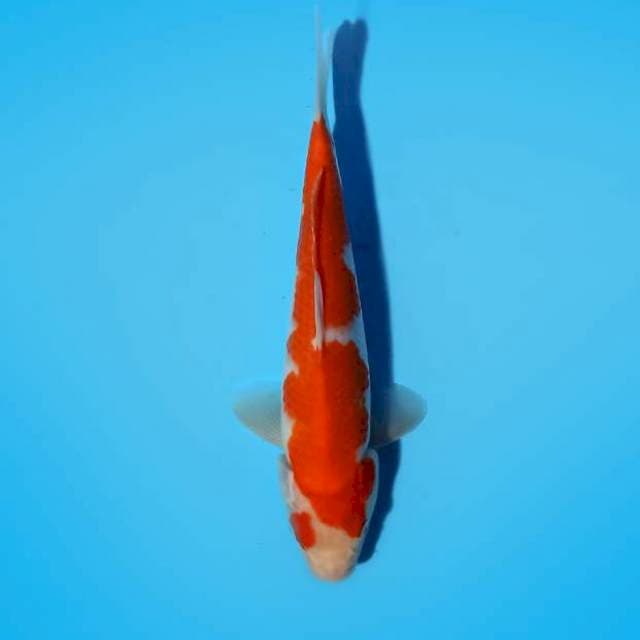 Kohaku 23cm