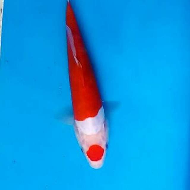 Kohaku maruten