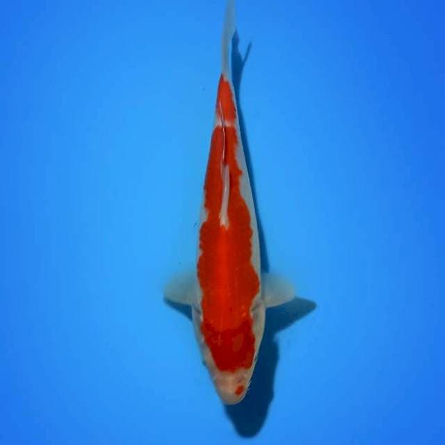 Kohaku 23cm