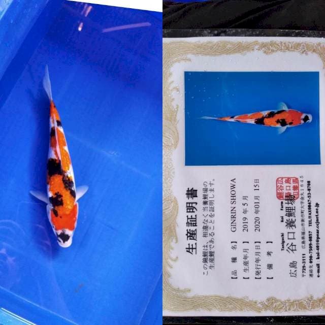 Showa gingrin Taniguchi
