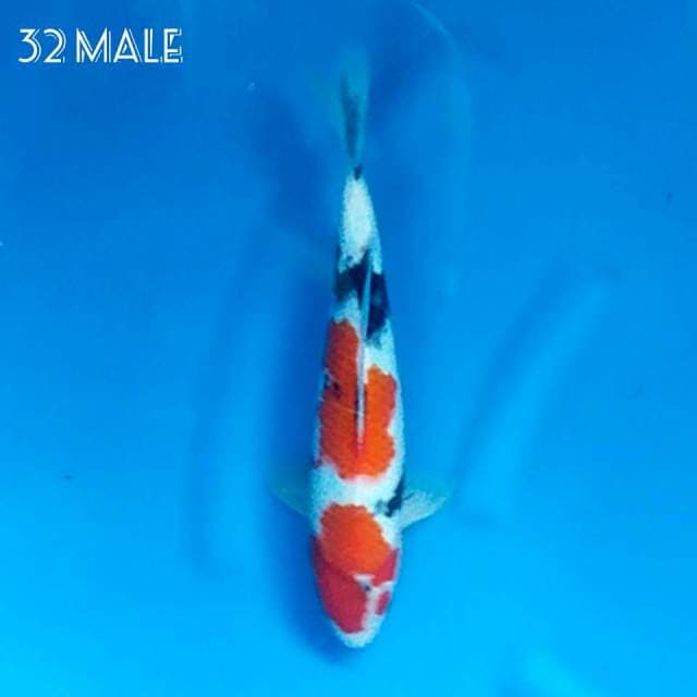 SHOWA31 MALE