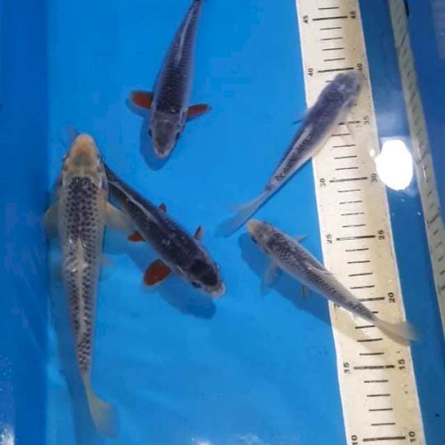 ASHAGI 16-23 CM