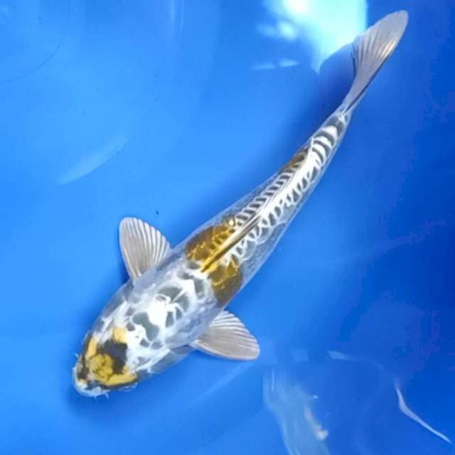 Antik 30cm