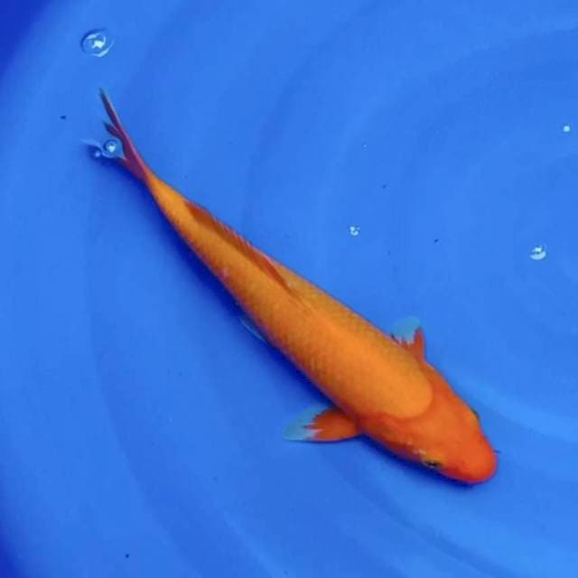 Aka hajiro 32cm