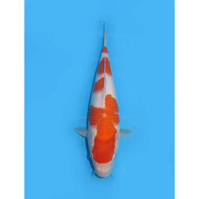 Yondan Kohaku Tosai Ori - 30cm Female