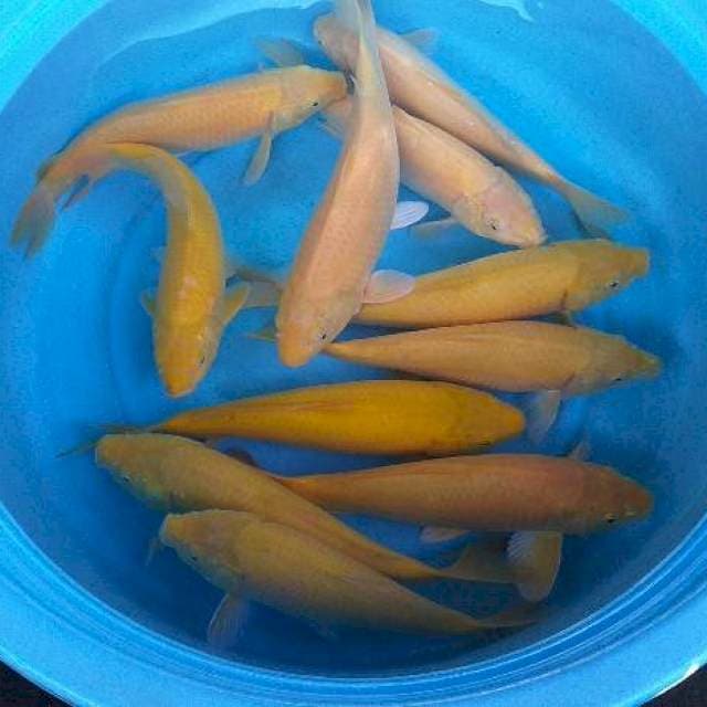 Mix paket karahi 11 ekor body munuk mata hitam dan merah