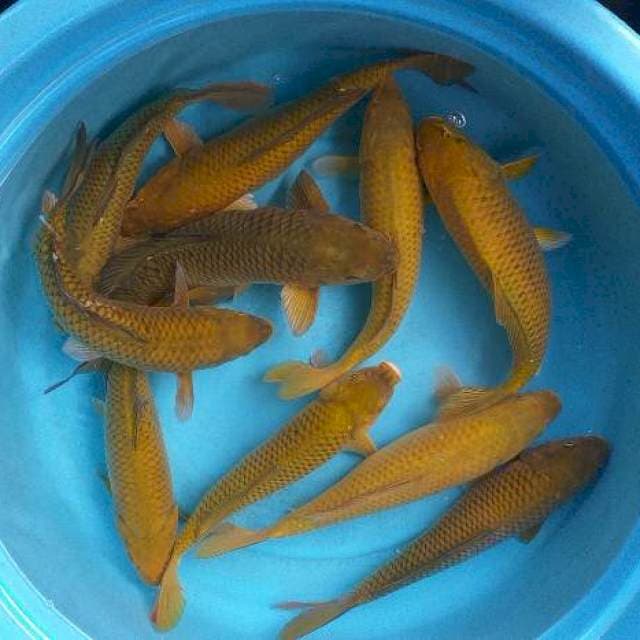 Mix paket caghoi midhori 10 ekor boy munuk 