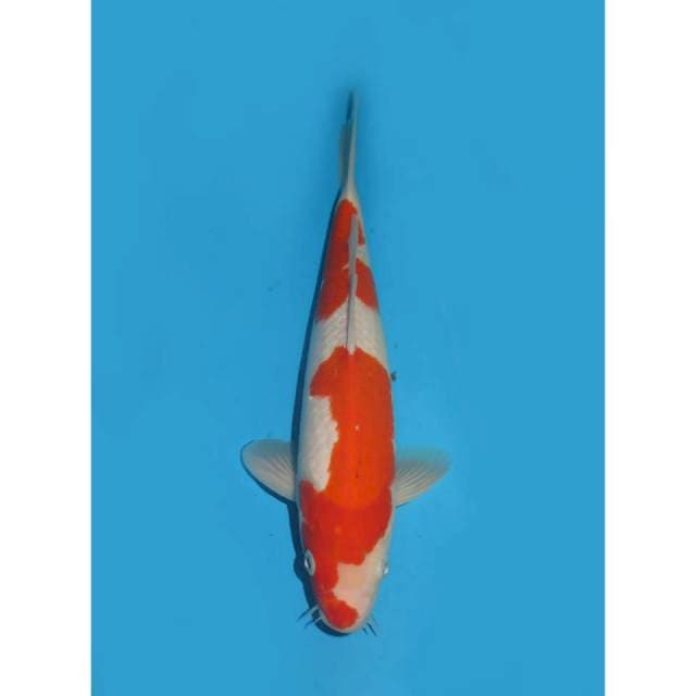 Nidan Kohaku - 32cm Male