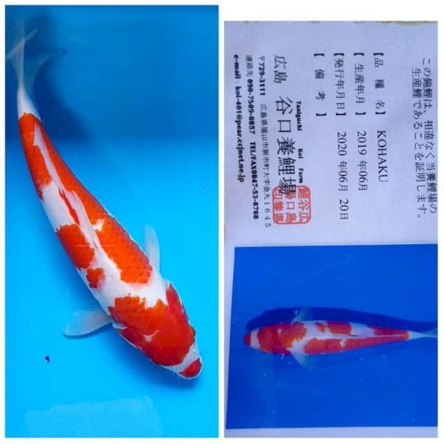 Kohaku 33cm Taniguchi