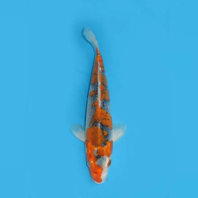 AUTUMN RIVER - GOSHIKI HQ 33CM MALE