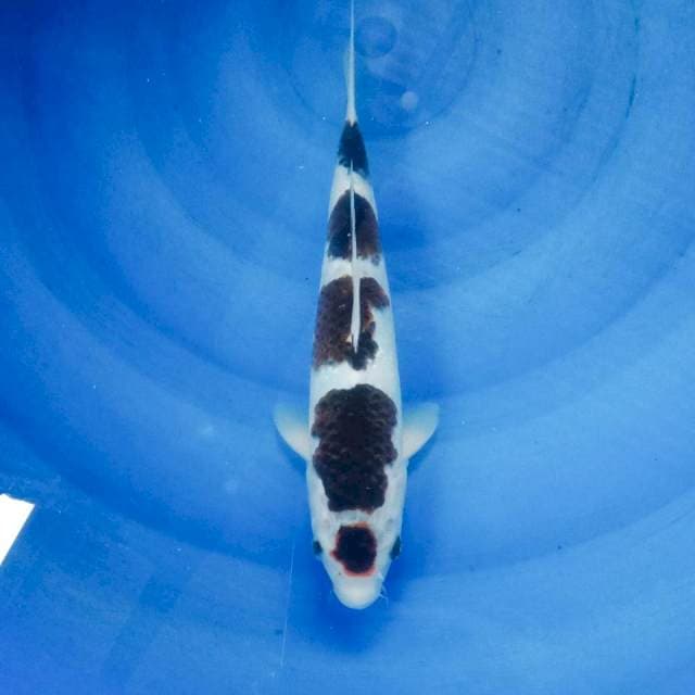Maruten Budo Goromo, 27 cm