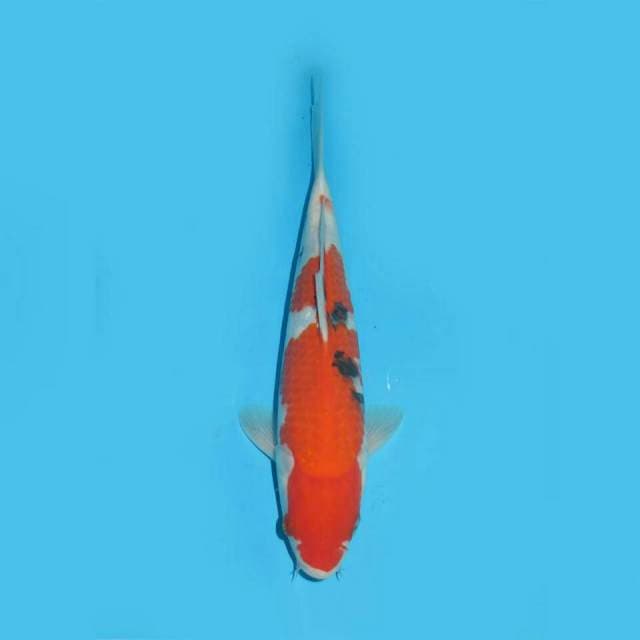 SMOOTH - SANDAN SANKE STRONG 29CM MALE