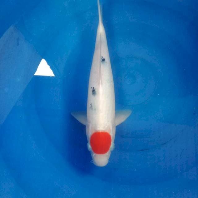 Tancho Sanke, 33 cm