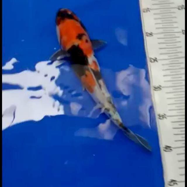Showa doit 30 cm sex f