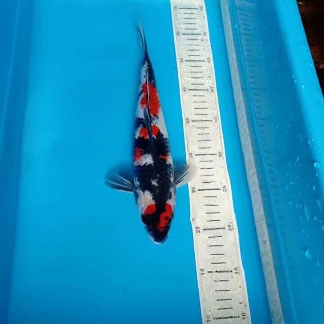 Sowa 30 cm