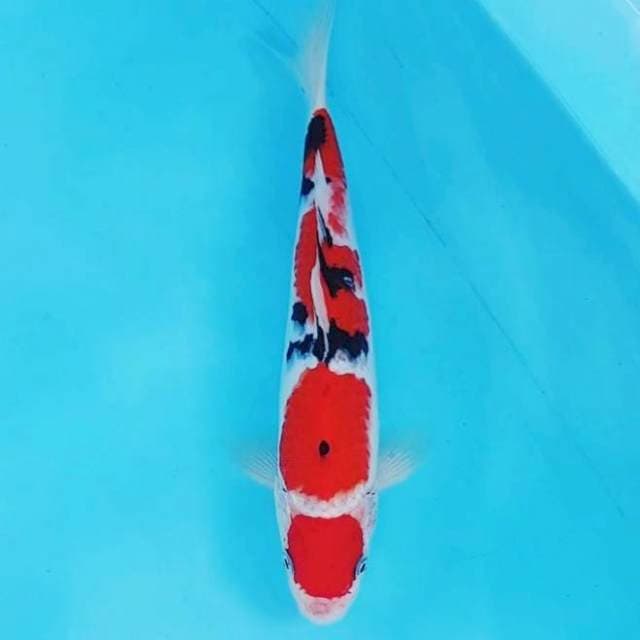 MARUTEN SANKE 27CM