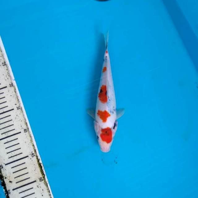 Showa kindai 24cm