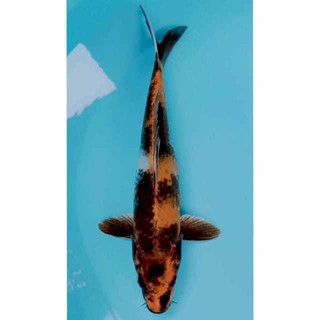 Showa hikari 30cm