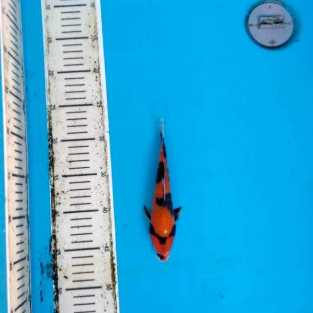 Hi showa 19cm