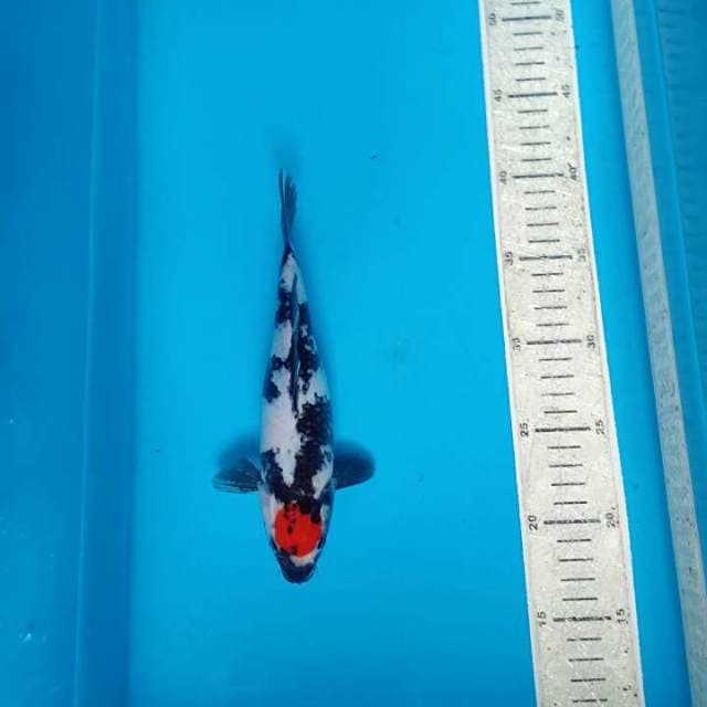 Tancho sowa 23cm