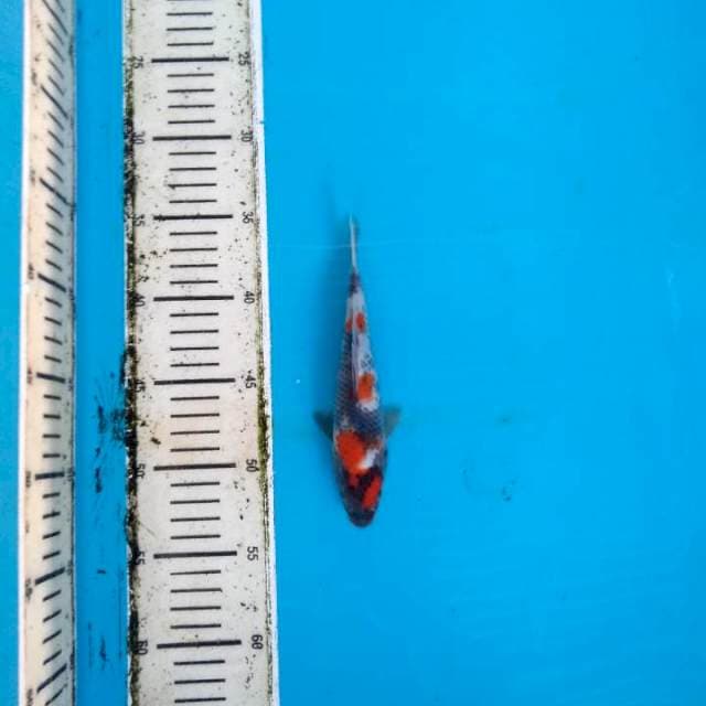 Maruten kindai Showa 19cm